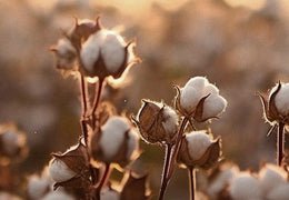 Le coton, une plante assoiffée d'eau? - Ateliers de Nîmes