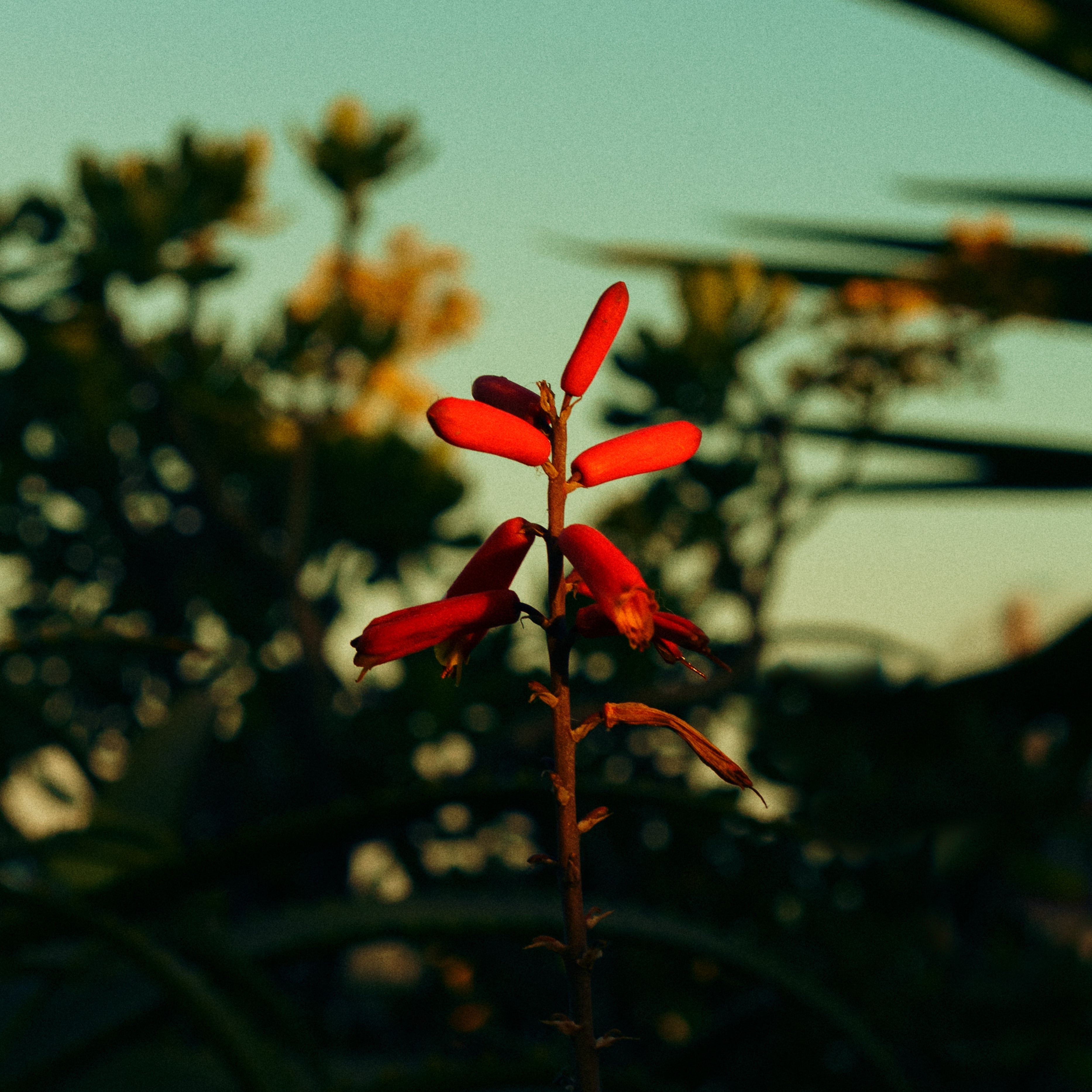 Fleur rouge en gros plan